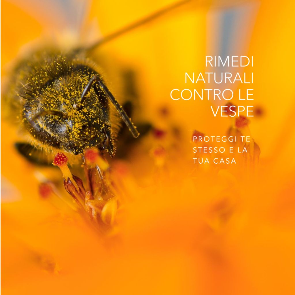 Scopri i Segreti dei Rimedi Naturali Contro le Vespe!